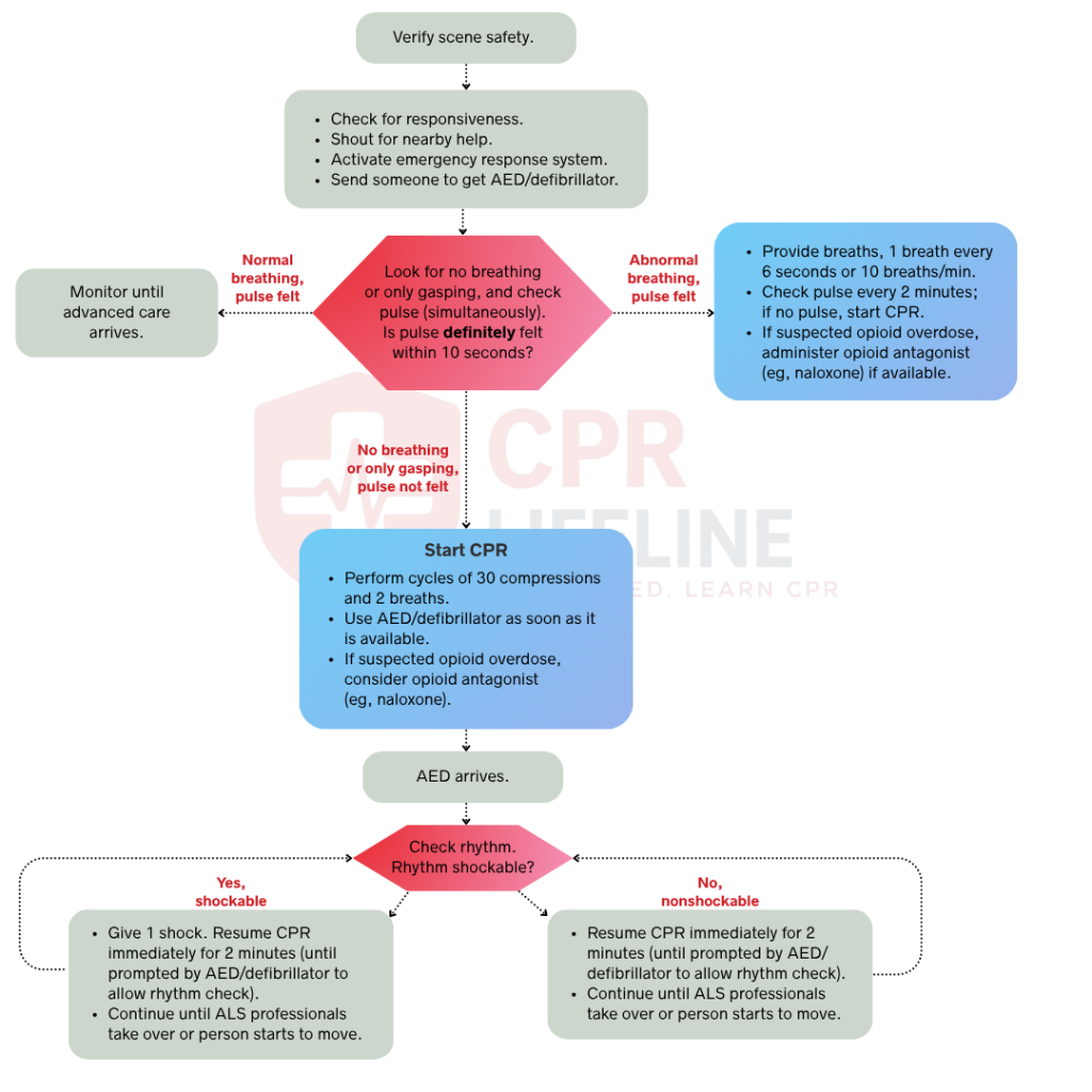 Adult Basic Life Support Algorithm